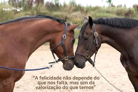 sexo com.com cavalo